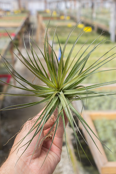 Stricta Compact