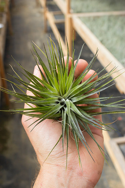 Stricta Compact
