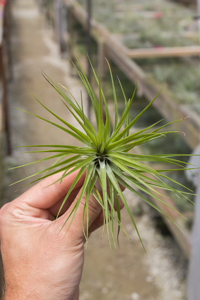 Stricta Fine