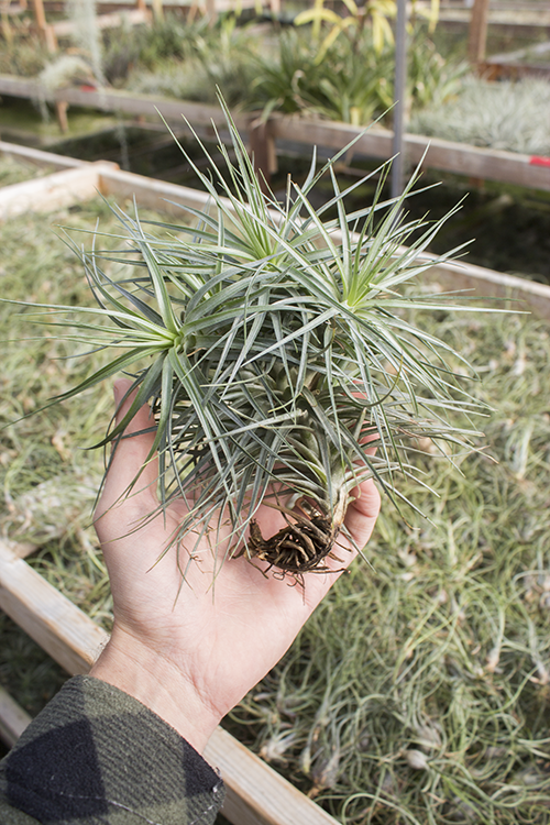 Stricta X Clump (6"+) (Growers Mix)