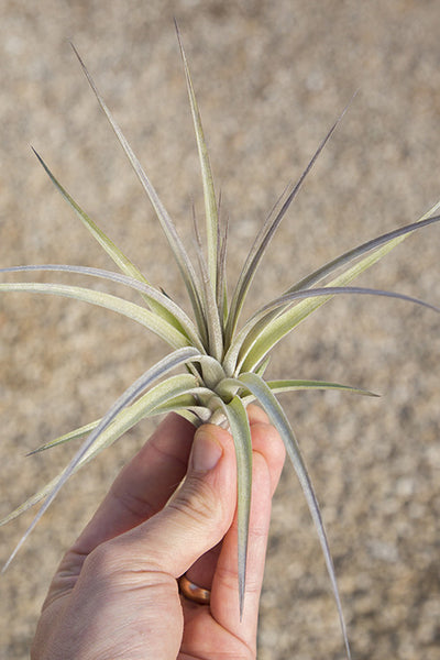Stricta X Ixioides