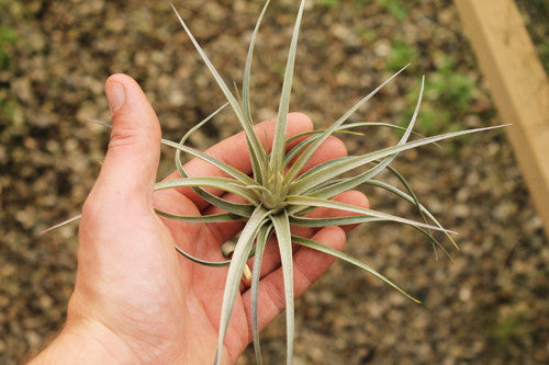 Stricta X Ixioides
