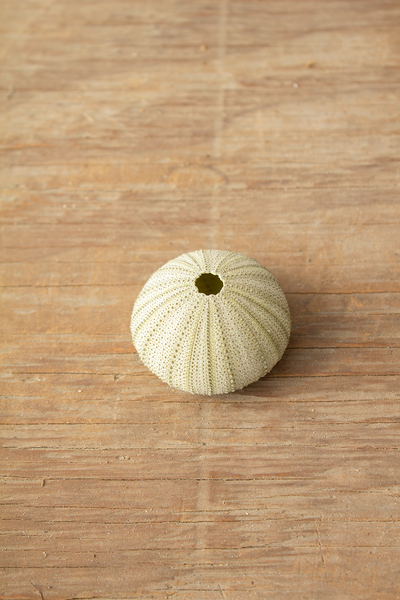 Green Urchin (2")