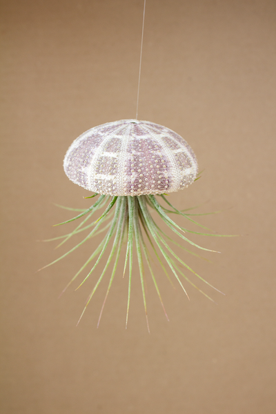 Hanging Striped Urchin with Plant (Large)