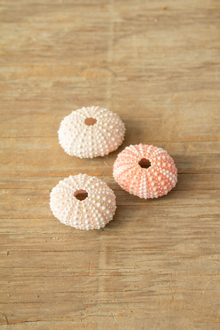 Pink Urchin (1-2")
