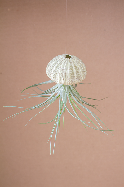 Hanging Green Urchin with Plant (Small)