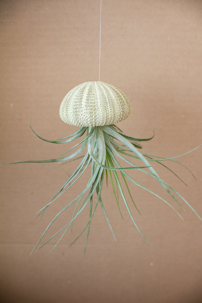 Hanging Green Urchin with Plant (Small)