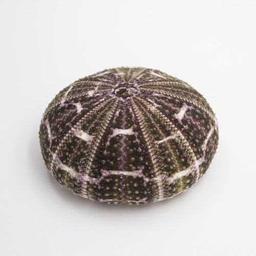 Striped Urchin