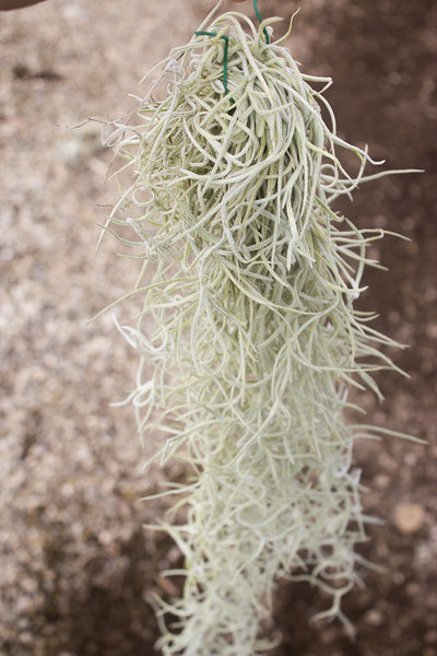 Usneoides Thick Form
