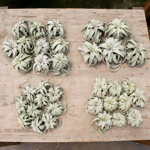 Kokodamiahängande luftplantor FLORASELF Tillandsia Ø7cm 12cm blandade sorter