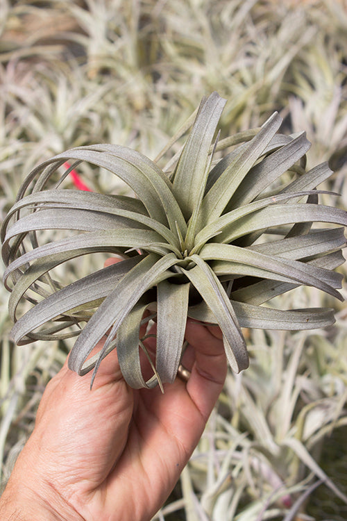 Zacapanensis – Plantaflor USA, Inc.