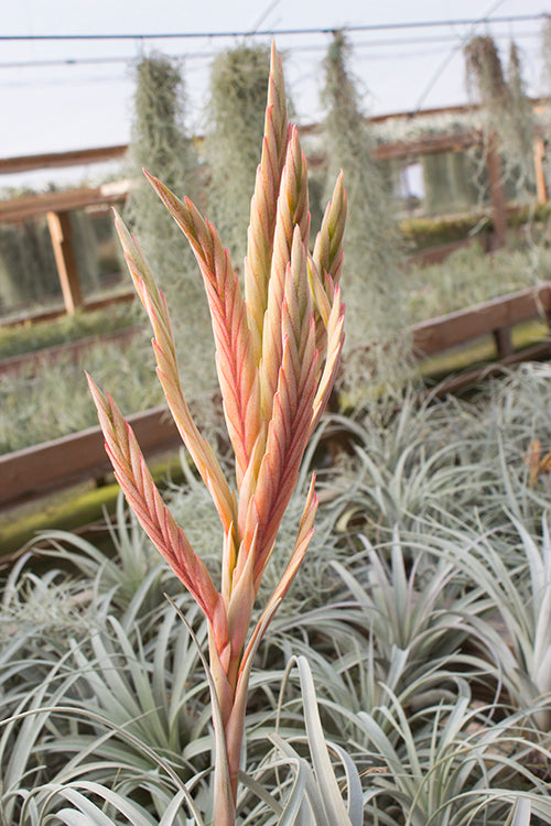 Zacapanensis – Plantaflor USA, Inc.