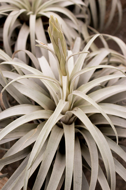 Zacapanensis – Plantaflor USA, Inc.