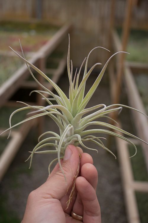 Aeranthos X Leonamiana 