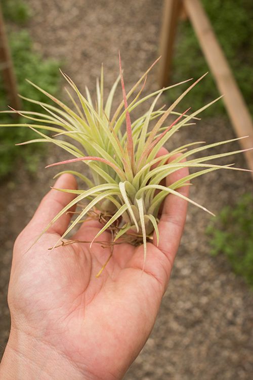 Brachycaulos X Ionantha 