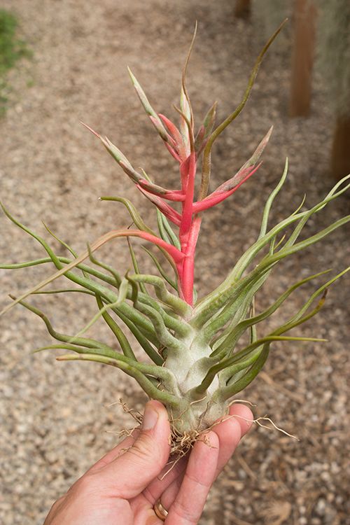 Bulbosa X Streptophylla 