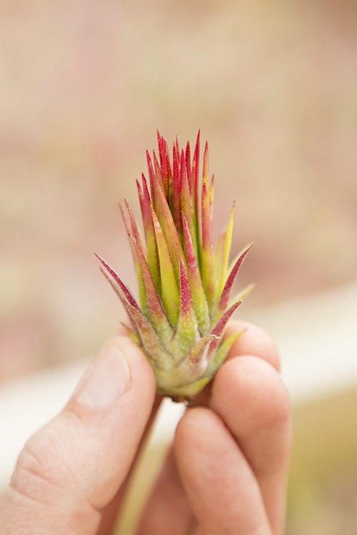 Tillandsia ionantha Fuego Yellow Ionantha Fuego – Plantaflor USA, Inc.