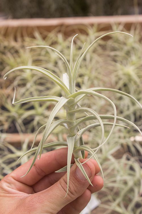 Paleacea X – Plantaflor USA, Inc.