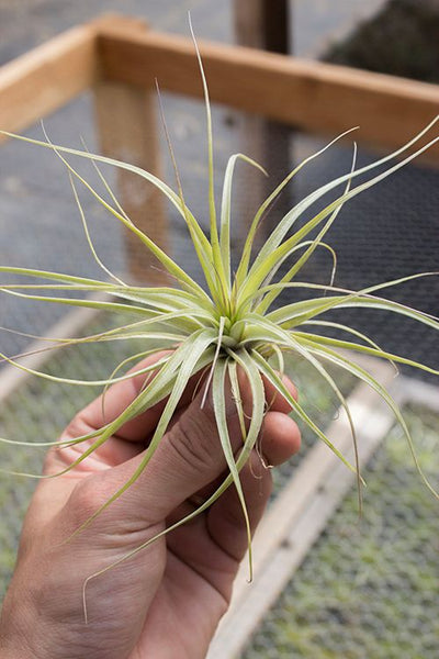 Stricta Hardleaf