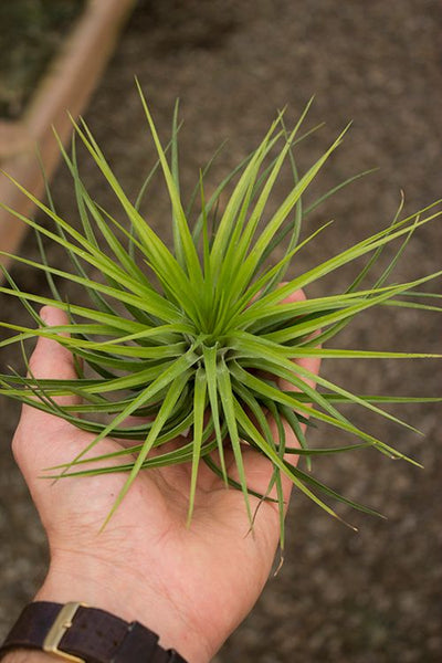 Stricta Hugo