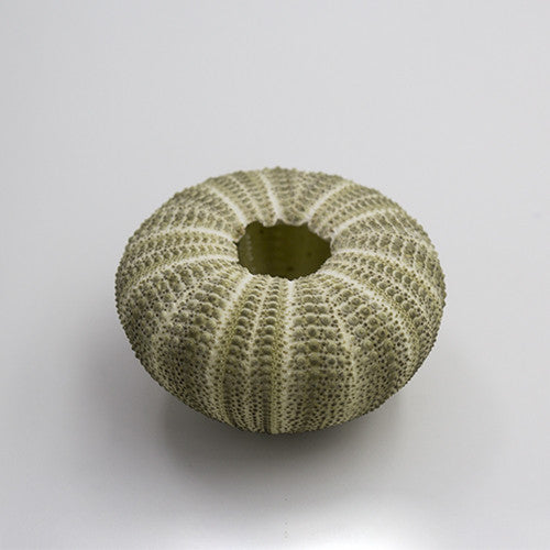 Green Urchin (2")