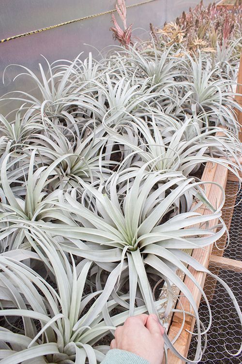 特大サカパネンシス Zacapanensis – Plantaflor USA, Inc.